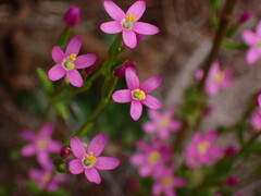 Zeltnera muehlenbergii