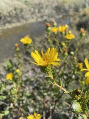 Grindelia stricta