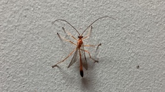 Enicospilus