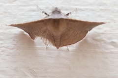 Striglininae