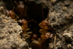 Aphaenogaster pythia