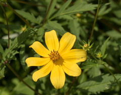 Bidens polylepis