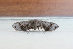 Striglininae