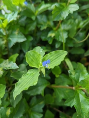 Commelina benghalensis