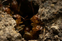 Aphaenogaster pythia