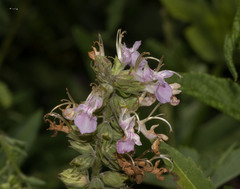 Teucrium canadense