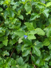 Commelina benghalensis