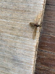 Lasius