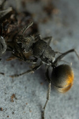 Polyrhachis vermiculosa