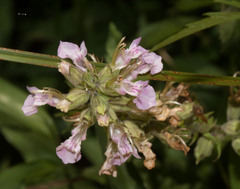 Teucrium canadense