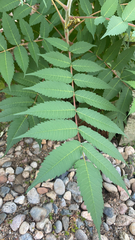 Rhus typhina