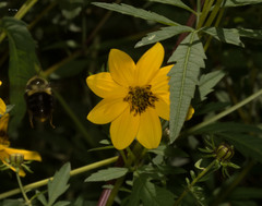 Bidens trichosperma