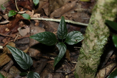 Pseuderanthemum variabile