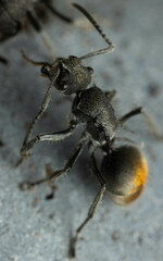 Polyrhachis vermiculosa