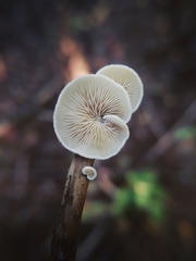 Crepidotus calolepis