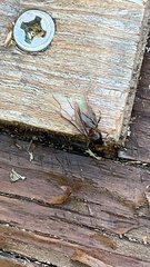 Lasius
