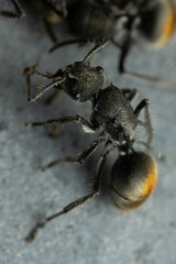 Polyrhachis vermiculosa