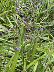 Dianella caerulea
