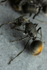 Polyrhachis vermiculosa