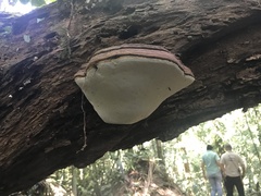 Ganoderma australe
