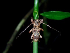 Pterolophia