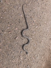 Thamnophis elegans vagrans