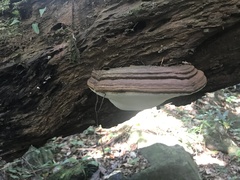 Ganoderma australe