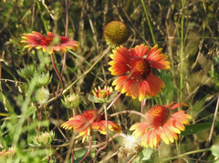 Gaillardia pulchella