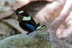 Heliconius doris