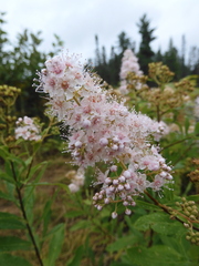 Spiraea alba
