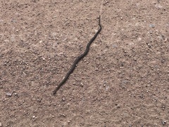 Thamnophis elegans vagrans