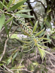 Melaleuca viminalis