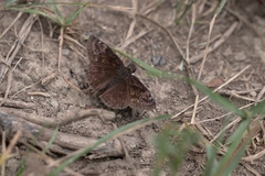 Erynnis baptisiae