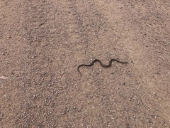 Thamnophis elegans vagrans