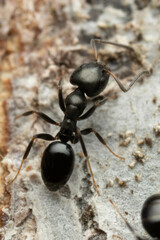Ochetellus glaber