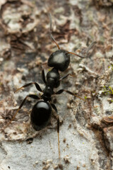 Ochetellus glaber