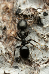 Ochetellus glaber