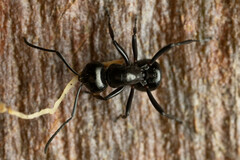 Polyrhachis australis