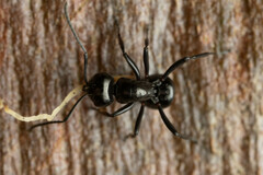 Polyrhachis australis