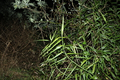 Flagellaria indica