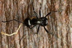 Polyrhachis australis