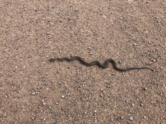 Thamnophis elegans vagrans