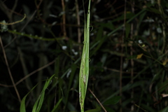 Flagellaria indica
