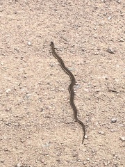 Thamnophis elegans vagrans