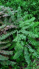 Adiantum pedatum