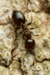 Crematogaster cornigera