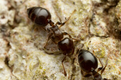 Crematogaster cornigera