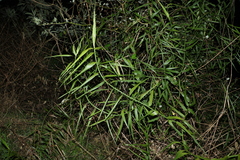 Flagellaria indica