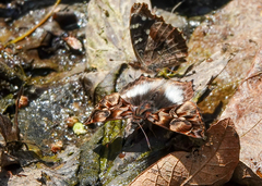 Noctuana lactifera