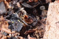 Pheidole metallescens